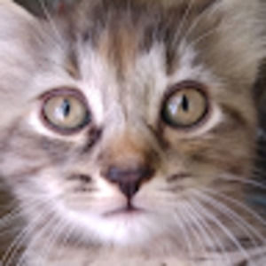 Meet your Posher, Lea